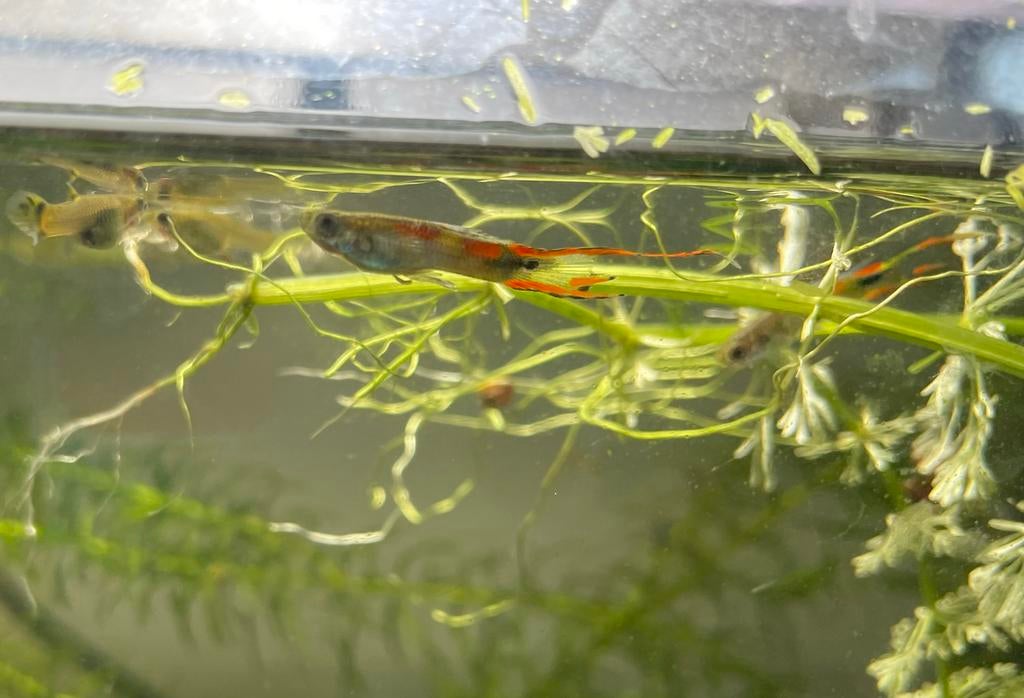 Endler guppy’s - Jong en Volwassen, Dieren en Toebehoren, Vis
