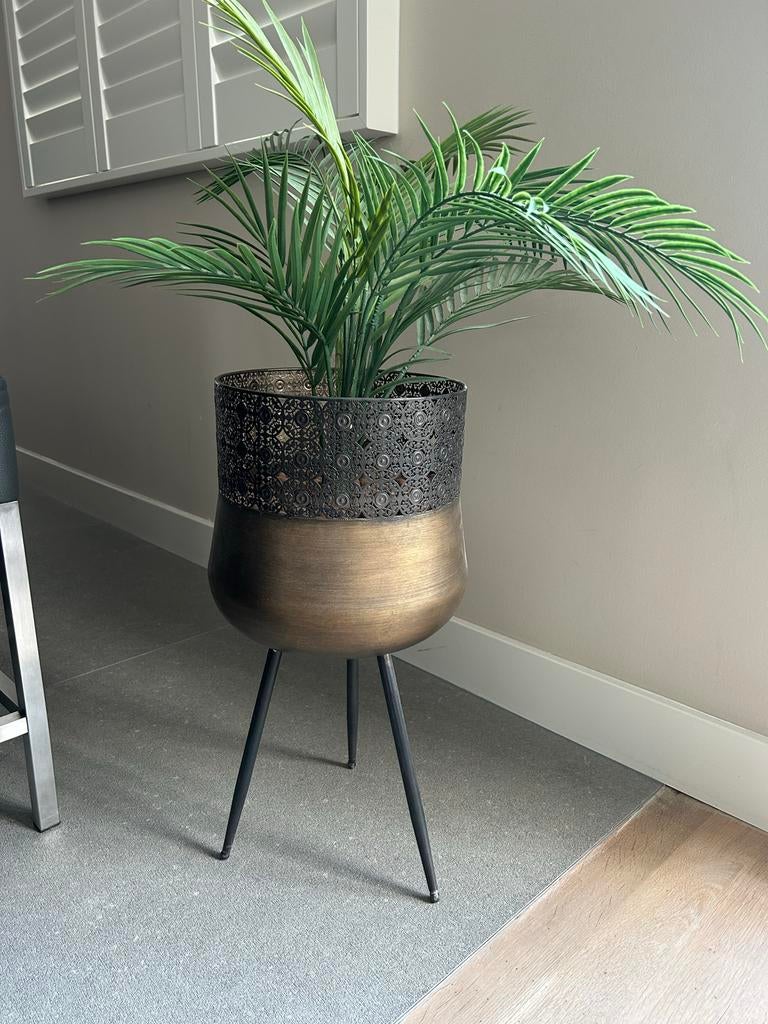 Plant in pot van Intratuin, Ophalen, Overige soorten, Halfschaduw, In pot