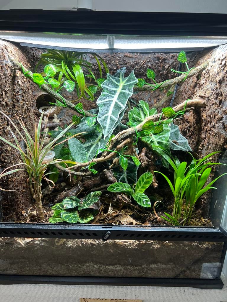 Wimpergekko inclusief terrarium, Dieren en Toebehoren, Reptielen en Amfibieën | Toebehoren, Terrarium of Paludarium, Ophalen
