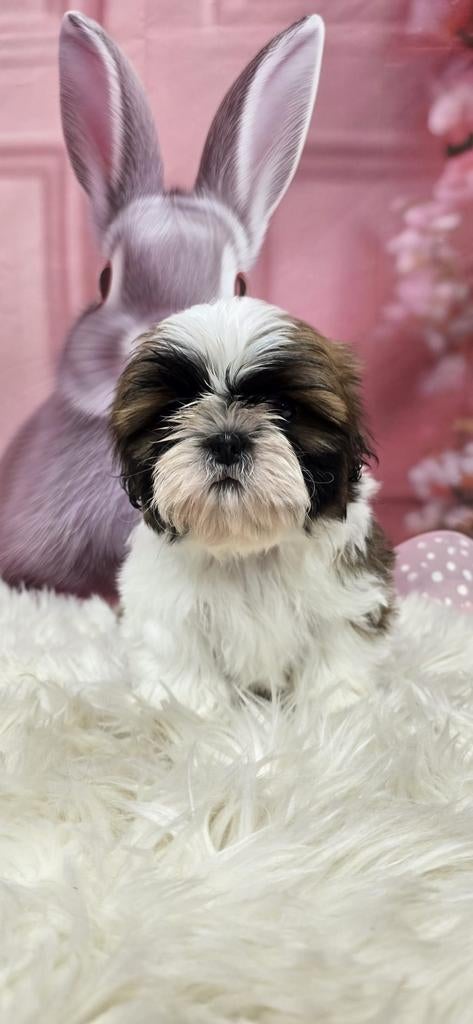 Shih Tzu reutje 🩵, Dieren en Toebehoren, Honden | Chihuahua's en Gezelschapshonden, 8 tot 15 weken, Eén hond, Nederland, Fokker | Hobbymatig