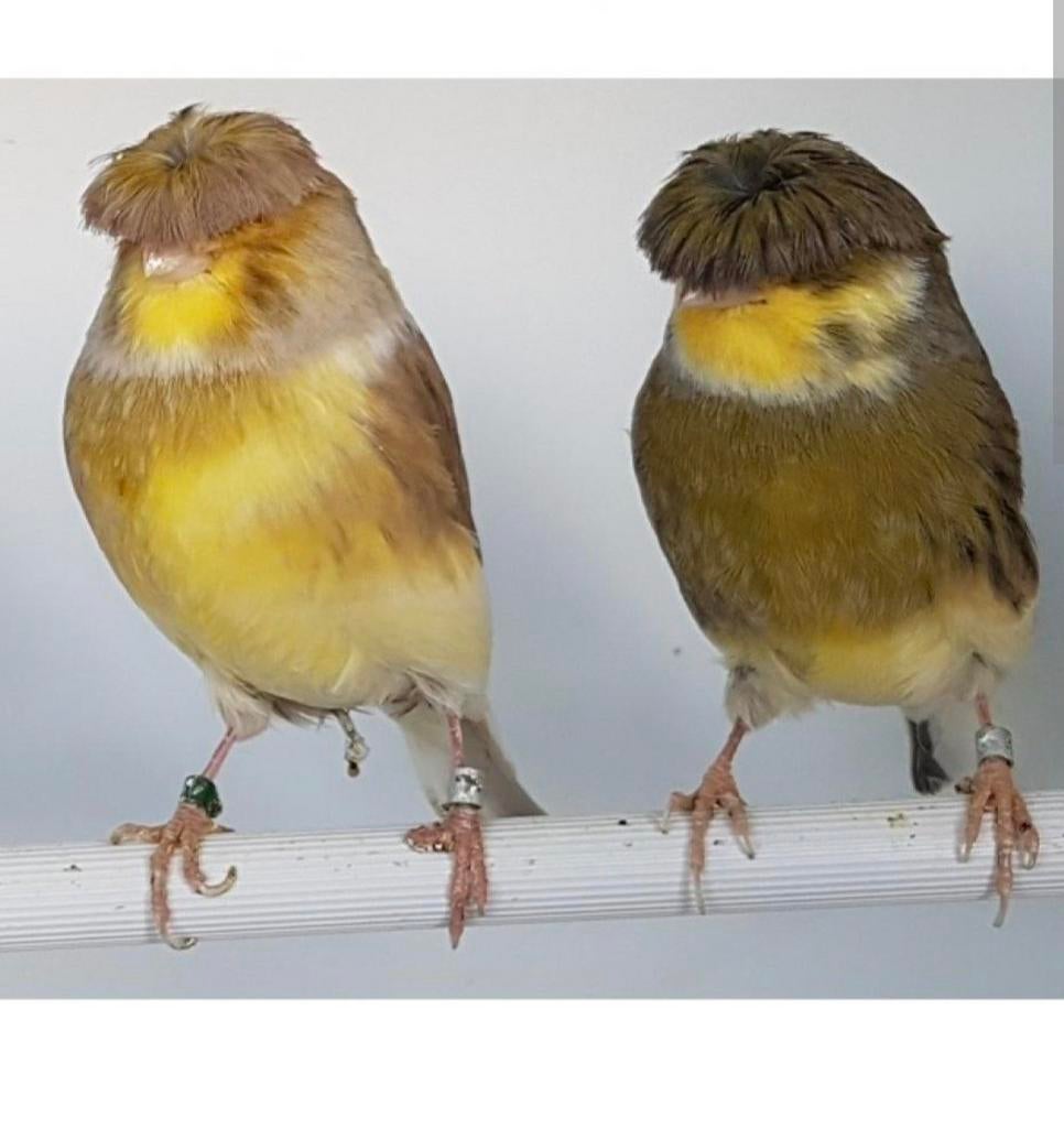 Koppel gladkop/kuif glosterkanaries gezocht, Meerdere dieren, Postuurkanarie