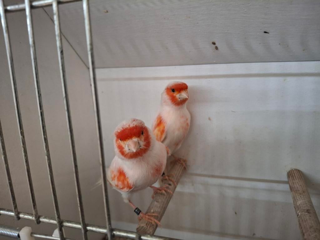 2 roodmozaiek type 2 mannen, Mannelijk, Kleurkanarie