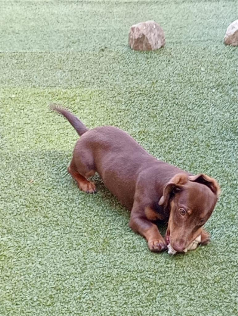 Dwergteckel X Jackrussel, 15 weken tot 1 jaar, Eén hond, Nederland, Particulier