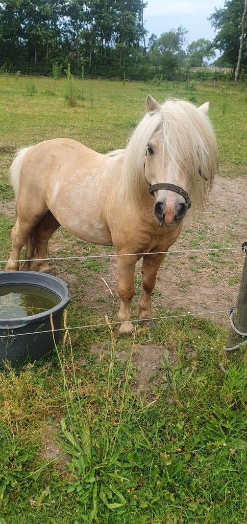 Palomino shetland dekhengst., Dieren en Toebehoren, Hengst, A pony (tot 1.17m), 11 jaar of ouder