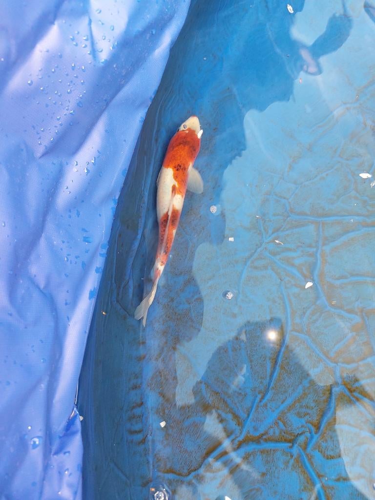 Japanse koi goromo 30 a 40 cm, Karper of Koi