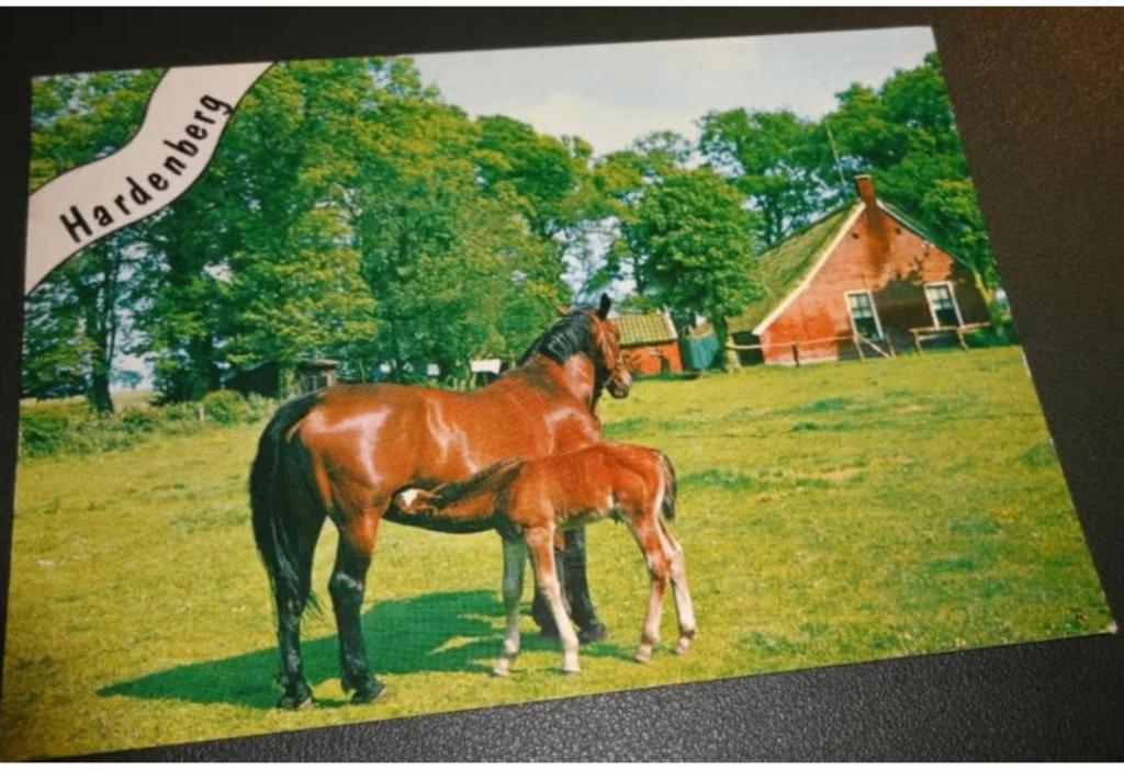 Paard - Met veulen - Hardenberg, Verzamelen, Verzenden, 1980 tot heden, Gelopen, Paard