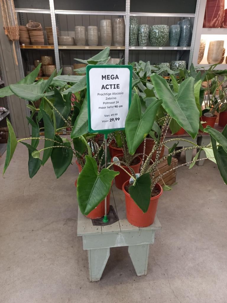 Alocasia Zebrina 90cm hoog, potmaat 24cm, Huis en Inrichting, Kamerplanten, Ophalen, Overige soorten, Halfschaduw, Minder dan 100 cm