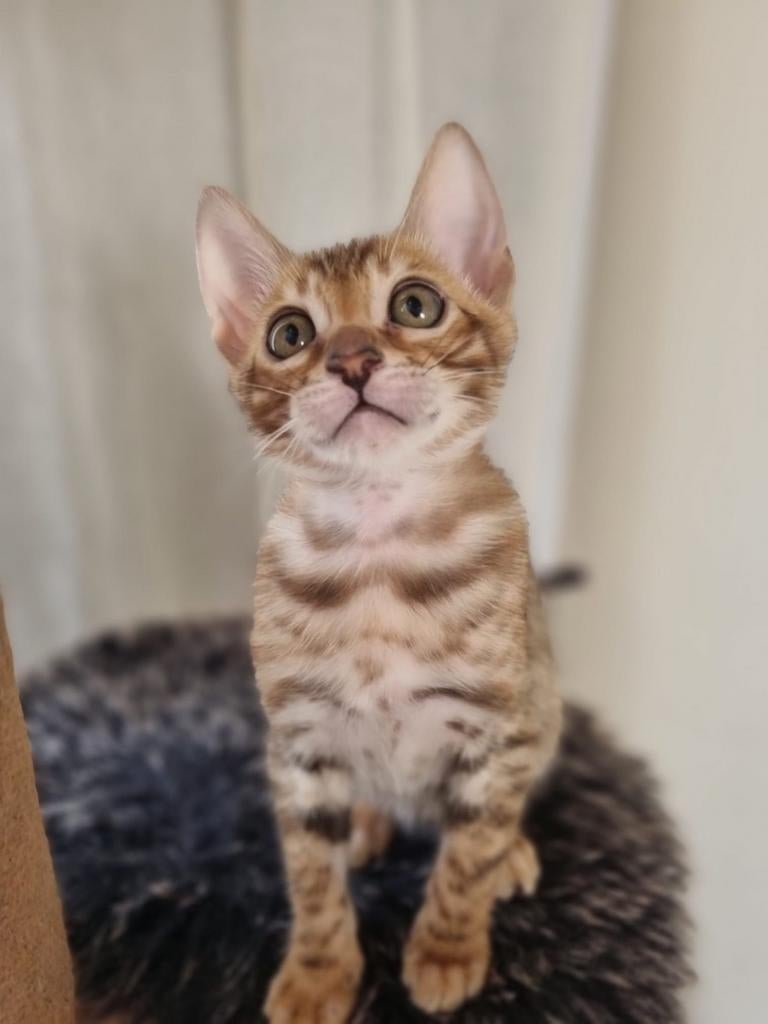 100% Bengaalse kittens, Dieren en Toebehoren, Meerdere dieren, Gechipt