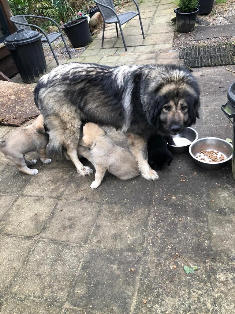 Puppies van Kaukasische en Anatolische herder, Dieren en Toebehoren, Parvo, 8 tot 15 weken, Meerdere, Meerdere dieren
