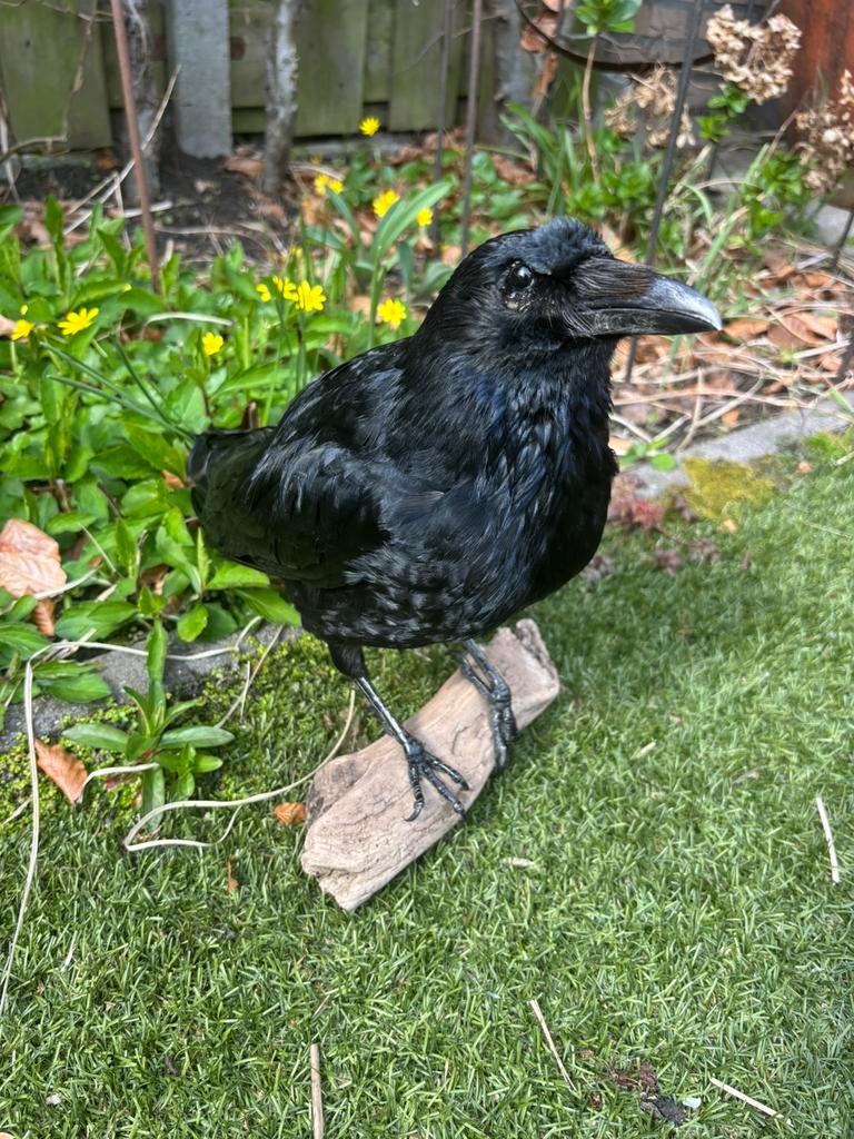 Kraai taxidermi, Ophalen of Verzenden, Vogel, Opgezet dier