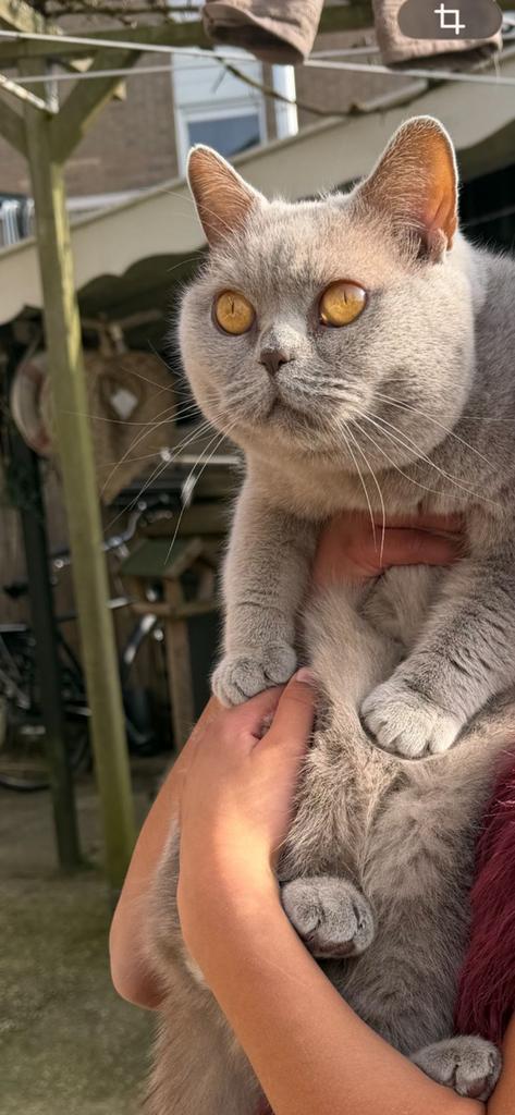 Europees en Britse korthaar zoeken een nieuw huis, Dieren en Toebehoren, Katten en Kittens | Overige Katten, Poes