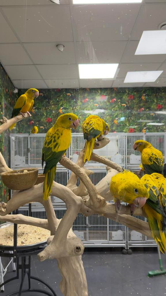 Tam zeldzaam goudparkieten, Meerdere dieren, Papegaai, Pratend
