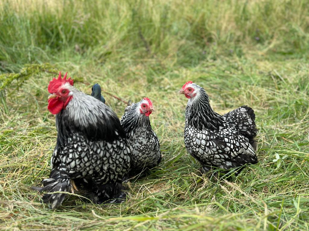 Jonge Cochin kriel zilver zwart gezoomd gesekst en ingeënt, Vrouwelijk, Kip