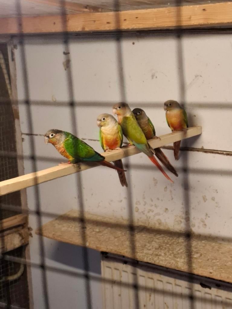 Mooie pyrurrah's hypoxantha, Meerdere dieren, Overige soorten