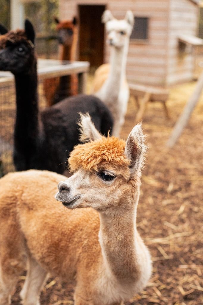 Overname kippen en andere dieren, Dieren en Toebehoren, Pluimvee, Overige soorten, Meerdere dieren