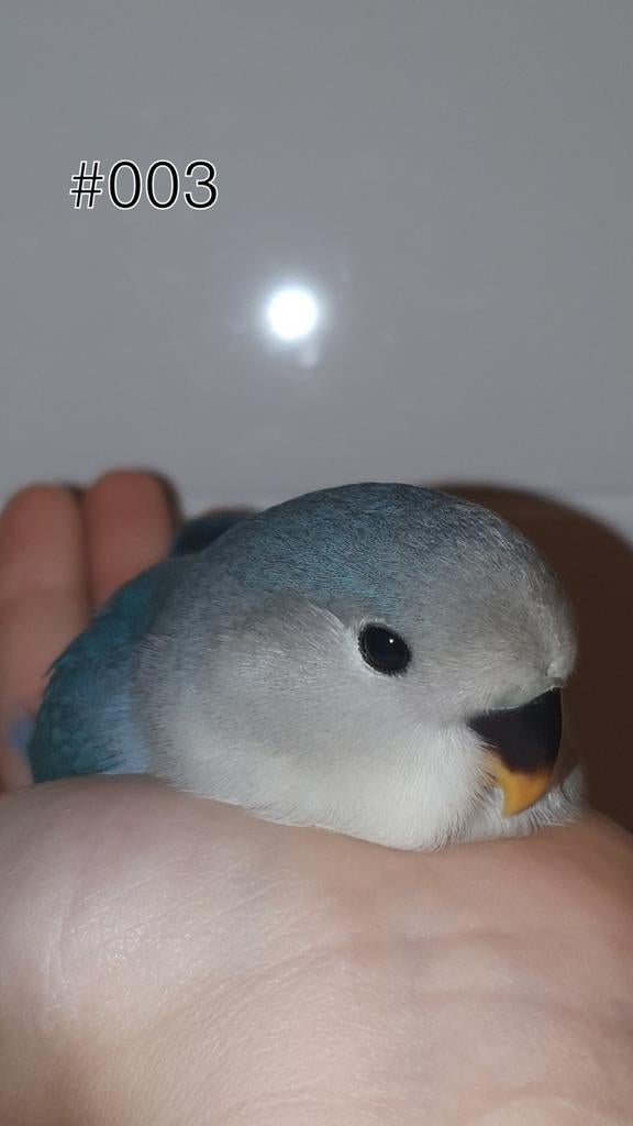 ♀️️Halftam agapornis roseicollis jong. zie beschrijving., Dieren en Toebehoren, Vogels | Parkieten en Papegaaien, Vrouwelijk, Dwergpapegaai of Agapornis