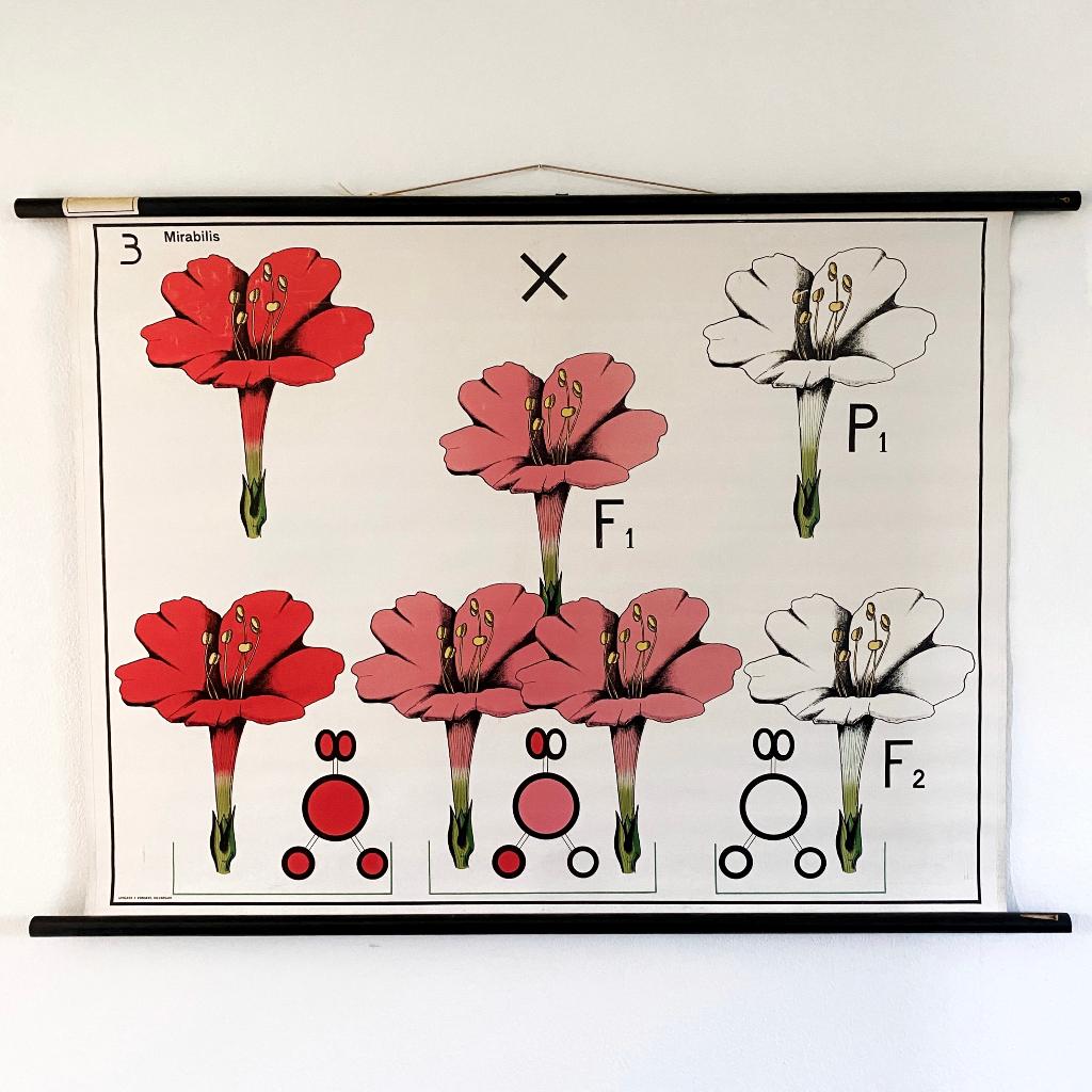 Botanische schoolplaat Nachtschone (mirabilis japala), Antiek en Kunst, Antiek | Schoolplaten, Ophalen of Verzenden, Natuur en Biologie