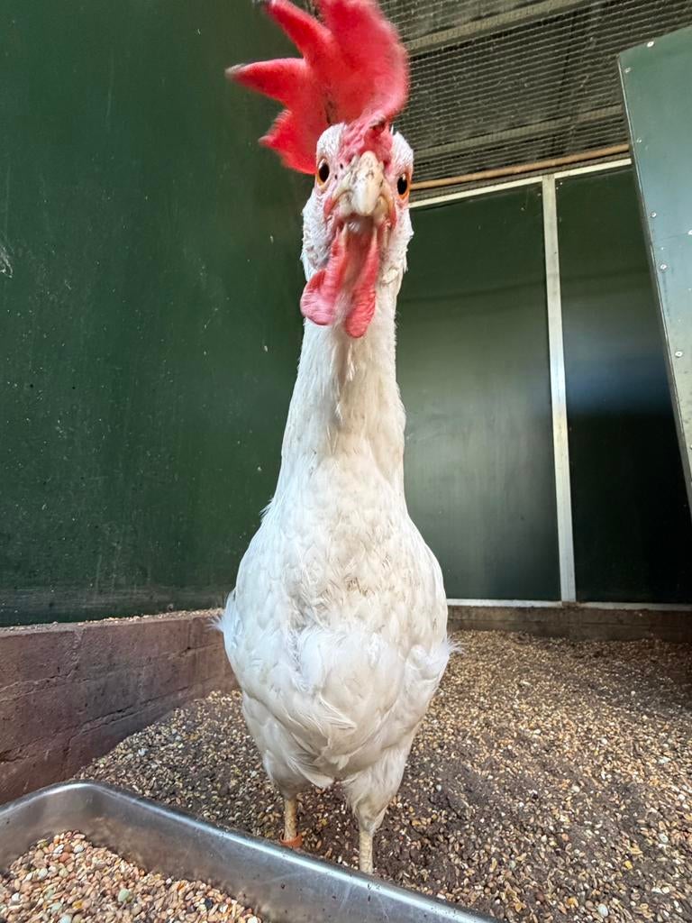 Leuke toom legkippen, Meerdere dieren, Kip