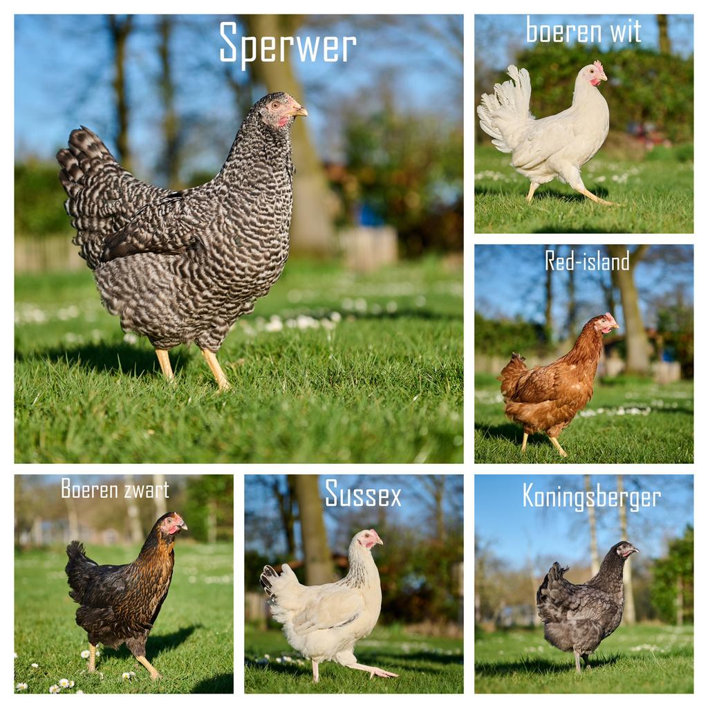 Nieuwe jonge legkippen, Dieren en Toebehoren, Pluimvee, Vrouwelijk, Kip