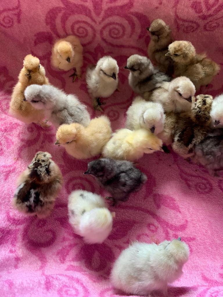 Usa zijdehoen hennen🐥 7 mei geent💯% hen garantie mogelijk, Vrouwelijk, Kip