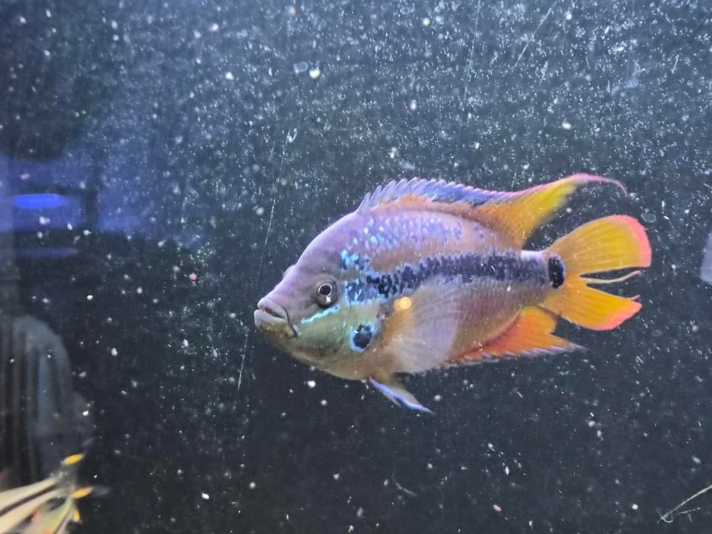 Salvini cichliden adult, Dieren en Toebehoren, Vis