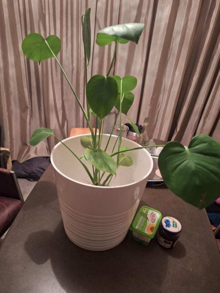 Bloempot met plant, Ophalen of Verzenden