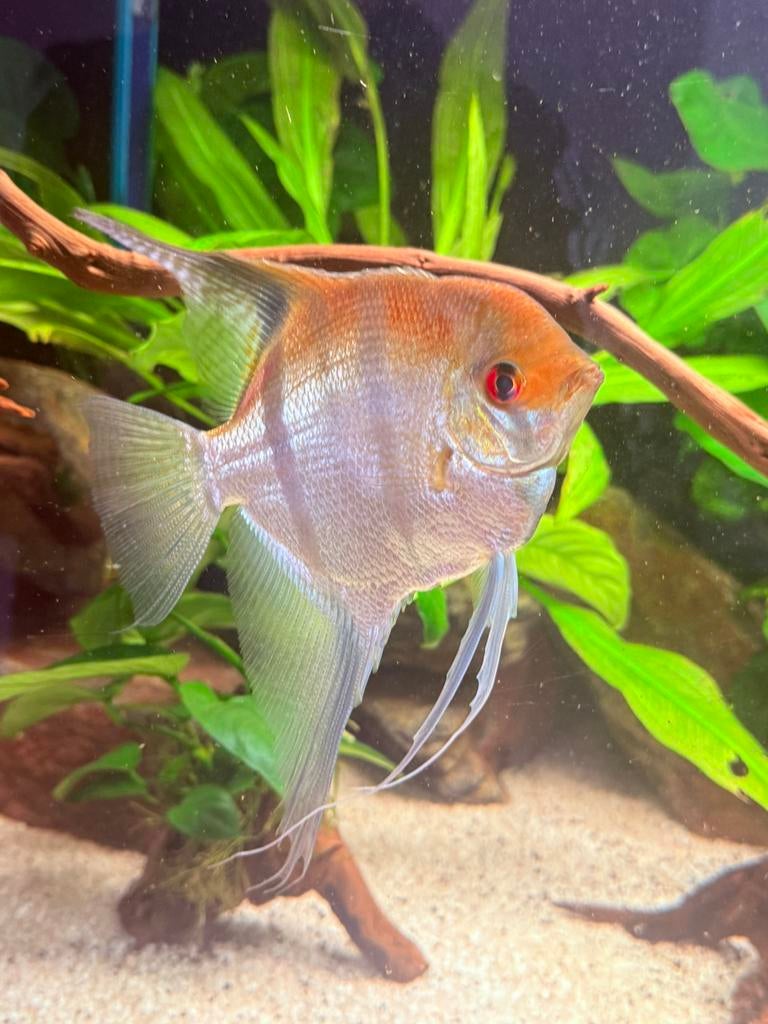 Maanvis mannetje, Vis