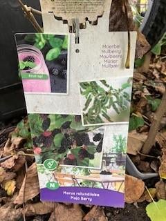 Fruit- laagstam, Tuin en Terras, Planten | Fruitbomen, Ophalen, Minder dan 100 cm, Lente, Overige soorten