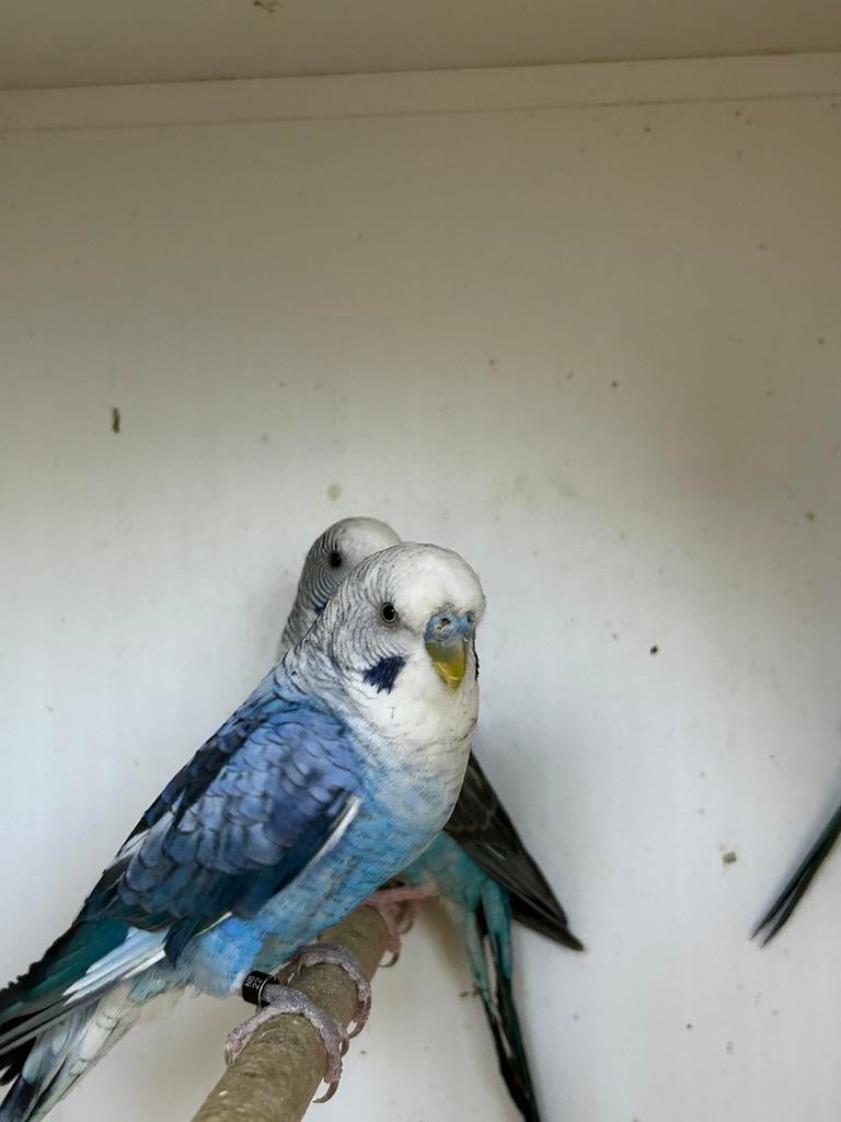 Mooie blackwing, Mannelijk, Parkiet