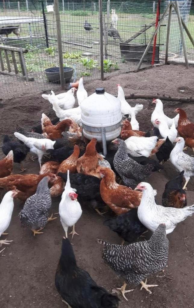 Legkippen - zwarte legkip, Dieren en Toebehoren, Pluimvee, Vrouwelijk, Kip