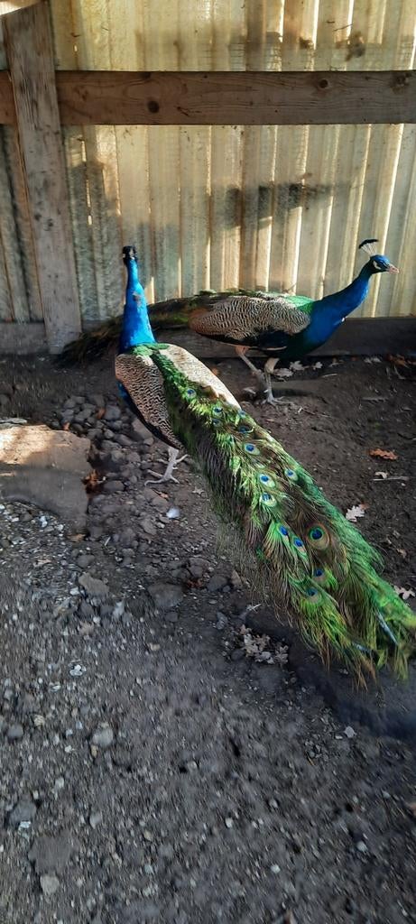 Tekoop pauwen 2 hannen en 2 hennen, Dieren en Toebehoren, Pluimvee, Vrouwelijk, Kip