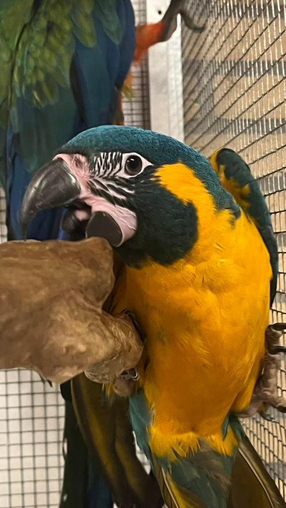 Blauwkeel Ara Pop, Dieren en Toebehoren, Vogels | Parkieten en Papegaaien, Vrouwelijk, Papegaai, Pratend