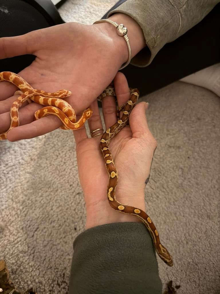 Jonge rattenslangen (Pantherophis guttatus), Dieren en Toebehoren, Reptielen en Amfibieën, Slang, Tam, 0 tot 2 jaar