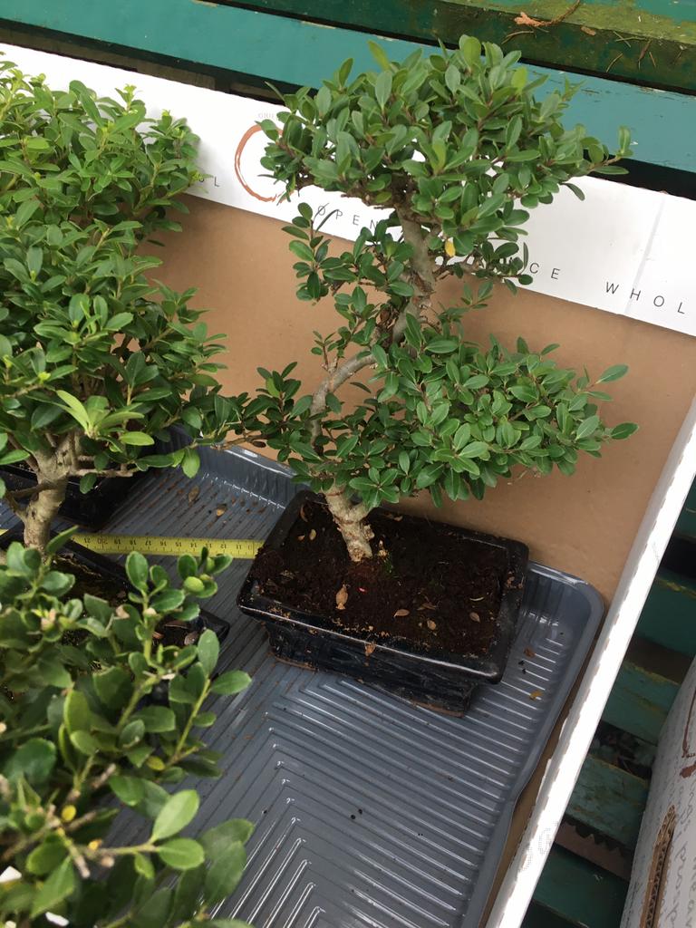 Bonsai ilex, In pot, Minder dan 100 cm, Bonsai, Groene kamerplant