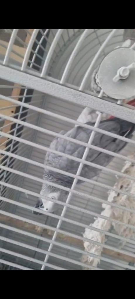 Papegaai met kooi te koop, Dieren en Toebehoren, Knaagdieren en Konijnen | Hokken en Kooien, Ophalen, 75 tot 110 cm, Kooi, Minder dan 60 cm