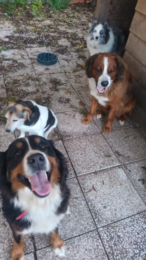 Professionele honden en katten opvang hotel pension, Diensten en Vakmensen, Dieren | Honden | Verzorging, Oppas en Les, Pension of Dagopvang