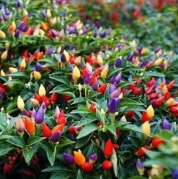 Zaden  'Little Elf' Peper/ Dwergpeper - Capsicum annuum, Verzenden, Volle zon