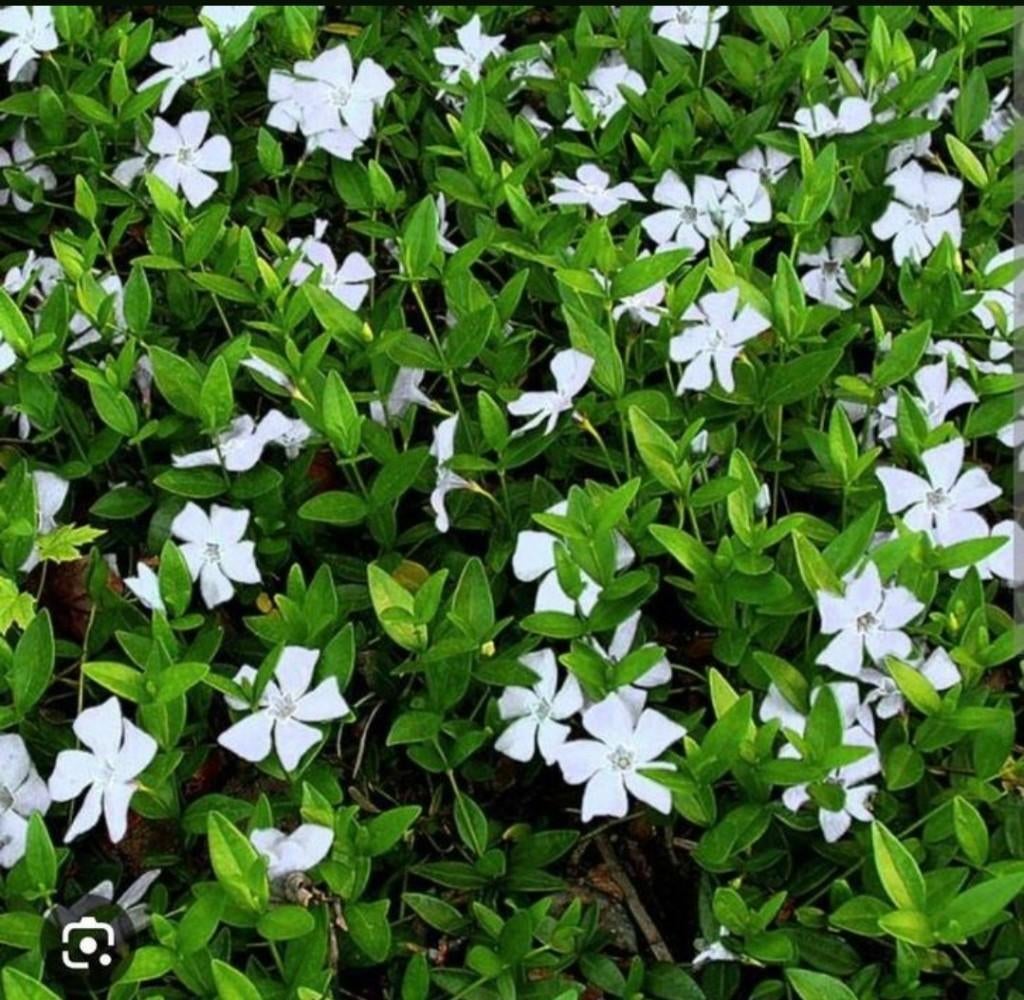 ACTIE nu €0.90 vinca minor maagdenpalm in 3 kleuren, Ophalen of Verzenden, Overige soorten, Minder dan 100 cm