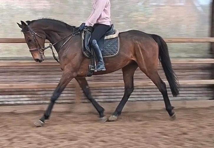 Brave 9 jr allrounder1,68 mtr(recreatie-manege-sport), Ruin, 7 tot 10 jaar, Met stamboom, B