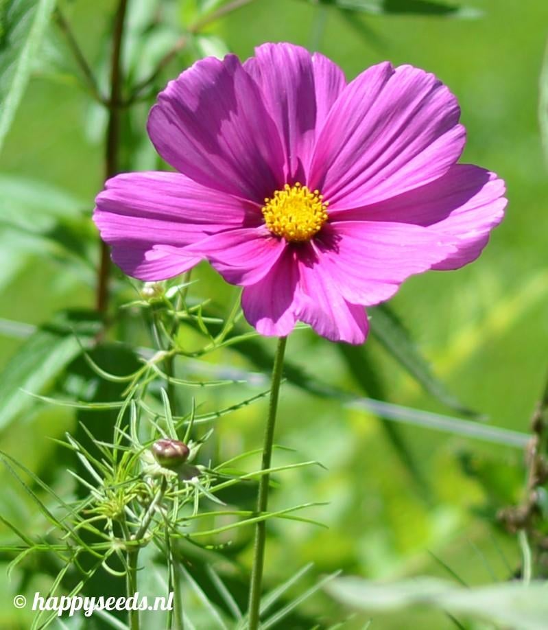 Uit de biologische moestuin: Cosmea, roze., Ophalen of Verzenden, Voorjaar, Volle zon, Zaad