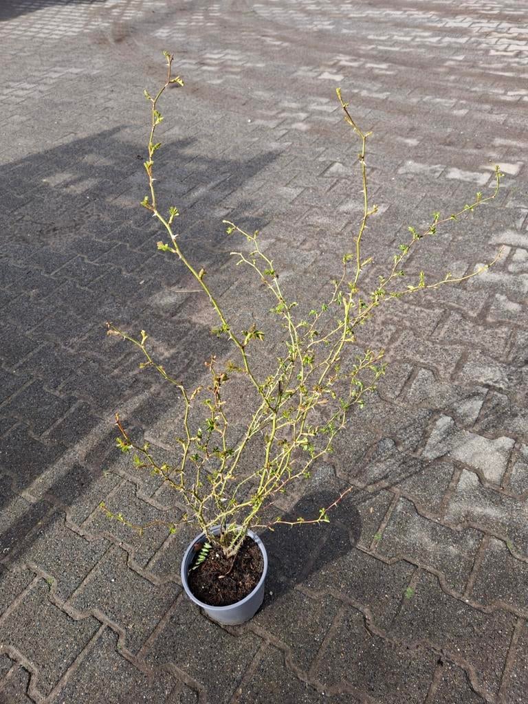 Roos Rosa rubiginosa, Tuin en Terras, Planten | Struiken en Hagen, Ophalen, Overige soorten, Minder dan 100 cm