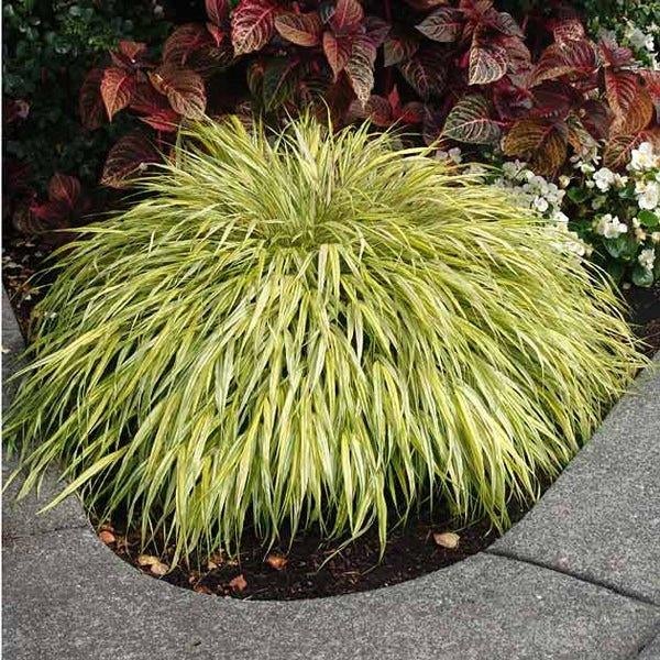Japans siergras / Hakonechloa macra 'Aureola', Ophalen, Vaste plant, Siergrassen, Halfschaduw
