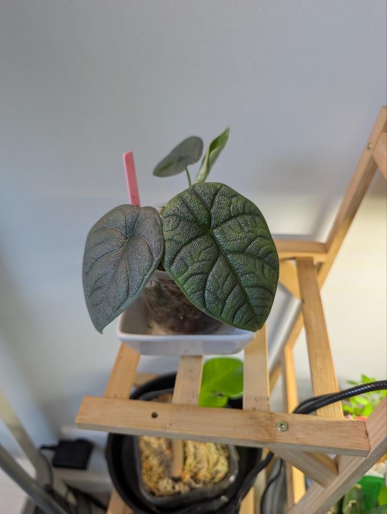 Alocasia Melo, Ophalen of Verzenden, Overige soorten, Halfschaduw