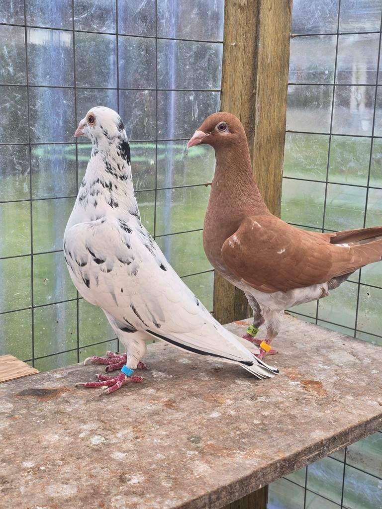 Postduiven duiven (duivinnen), Dieren en Toebehoren, Meerdere dieren, Postduif