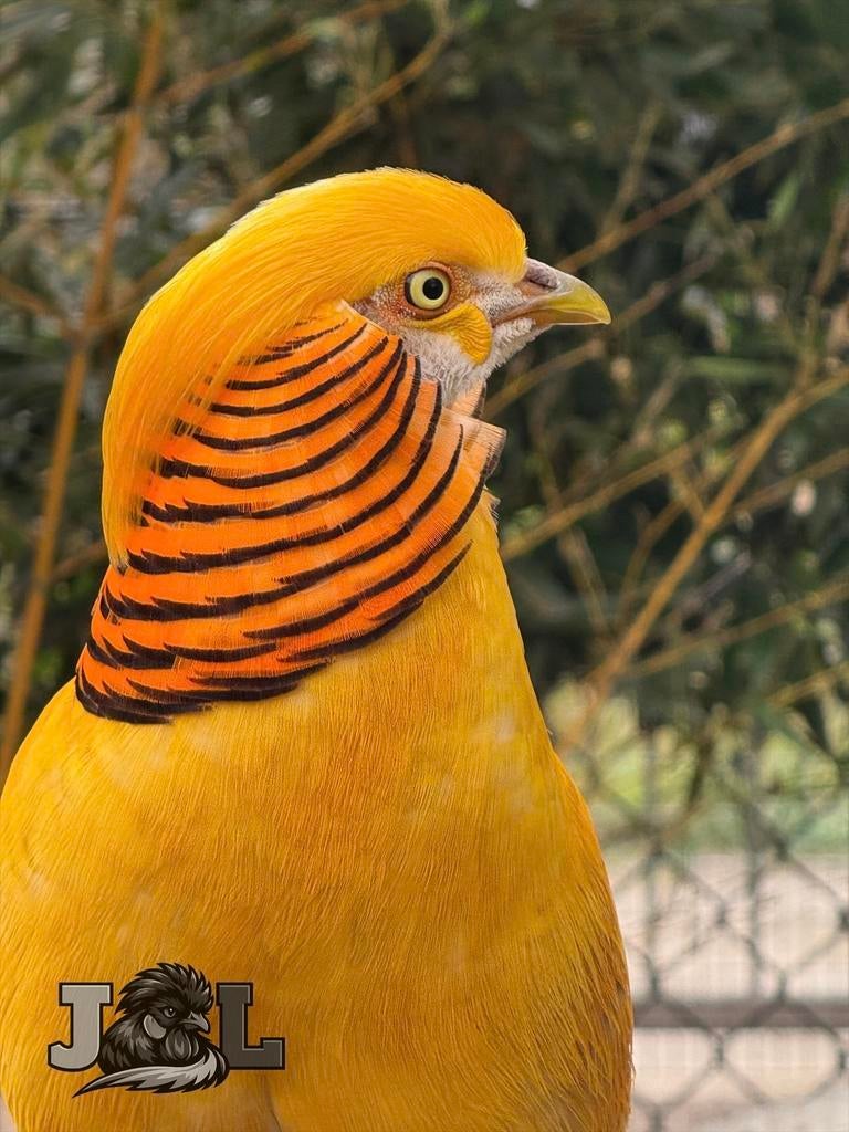 Broedeitjes Lady Amherst, Geel en Goudfazant, Dieren en Toebehoren, Meerdere dieren, Overige soorten