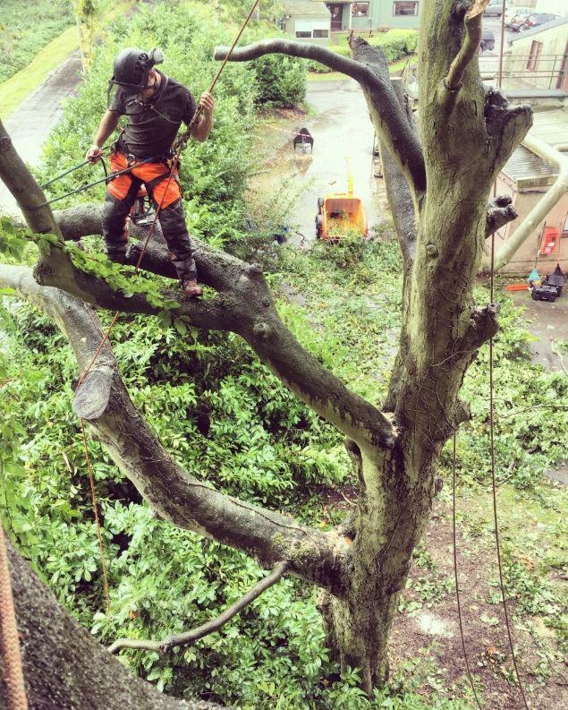 VG Works boomverzorging | veilig & vakkundig werk, Diensten en Vakmensen, Tuinmannen en Stratenmakers, Garantie, Tuinonderhoud of Snoeiwerk