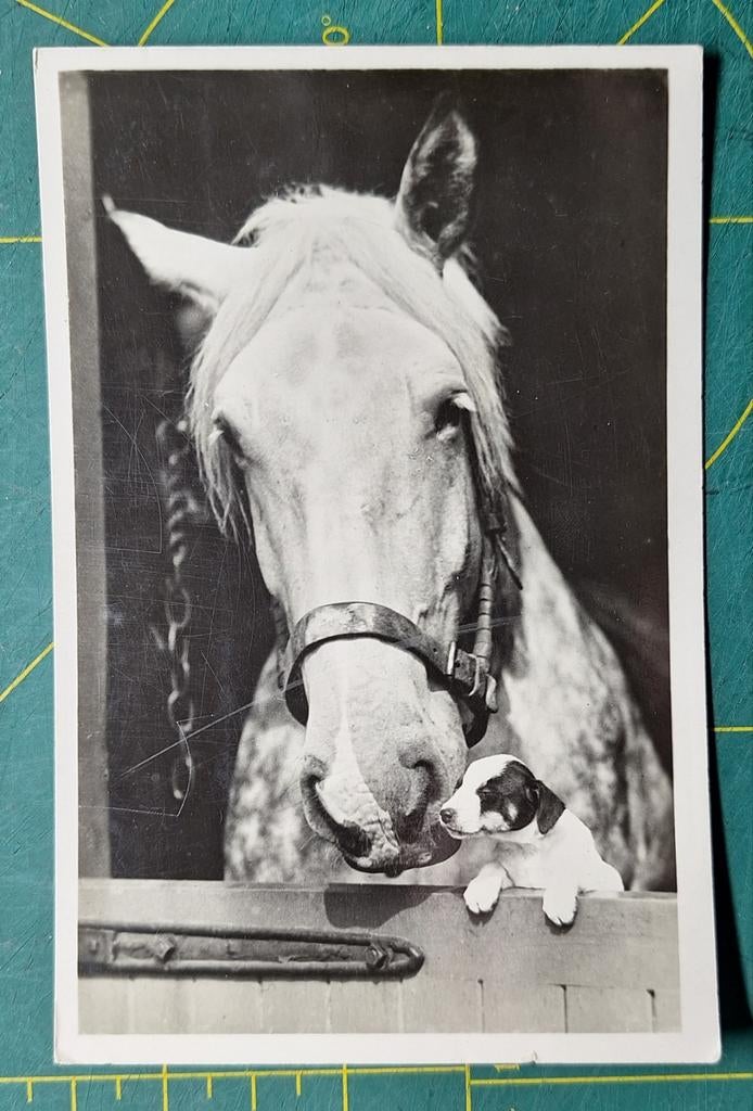 Schimmel met hondje bij staldeur - kleinformaat kaart, Ophalen of Verzenden, 1940 tot 1960, Gelopen, Paard