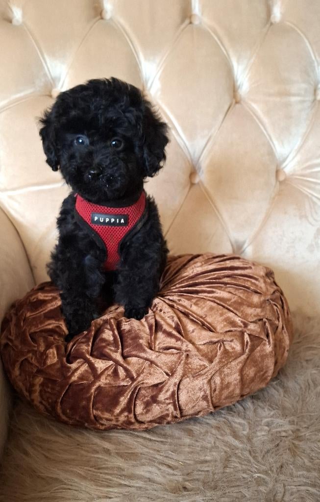 Toy Poedel uniek mini meisje, Dieren en Toebehoren, Poedel, Parvo, 8 tot 15 weken, Teef