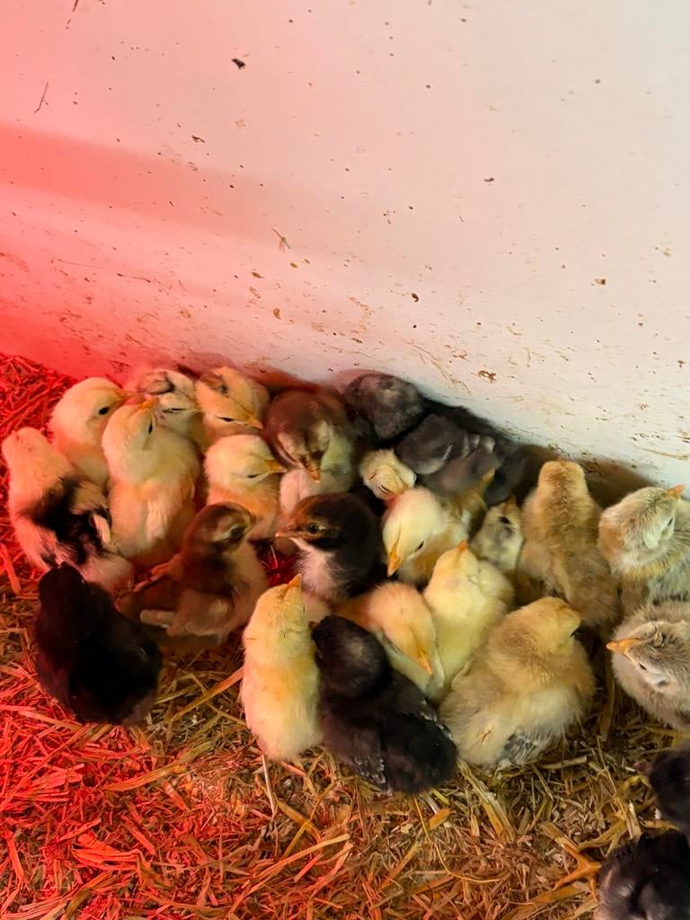 Serama krielkip kuikens., Dieren en Toebehoren, Pluimvee, Geslacht onbekend, Kip