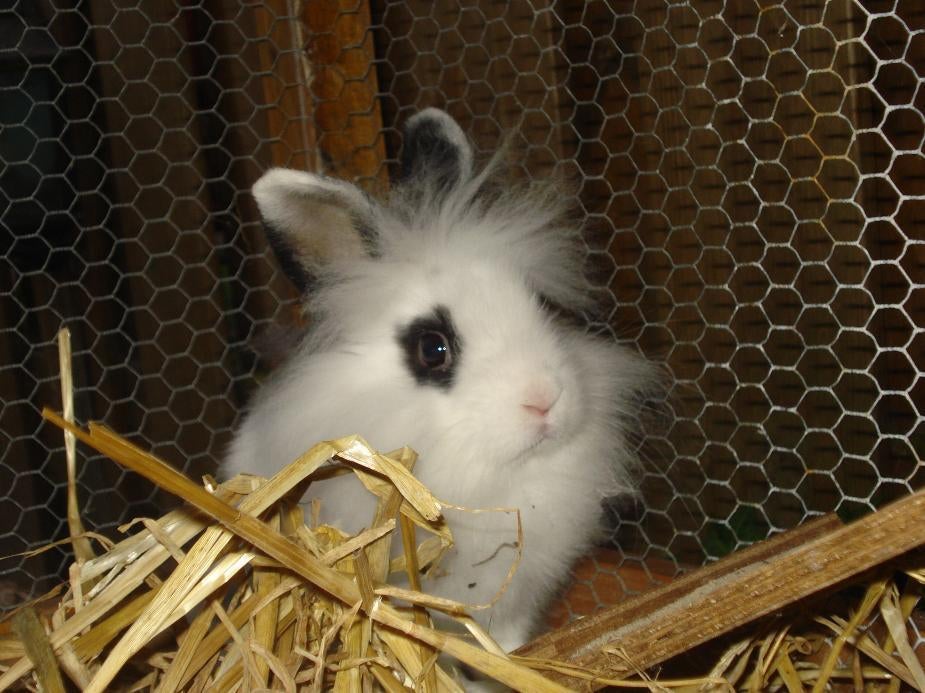 Baardkonijnen gezocht, Dieren en Toebehoren, Konijnen, Meerdere dieren, Dwerg